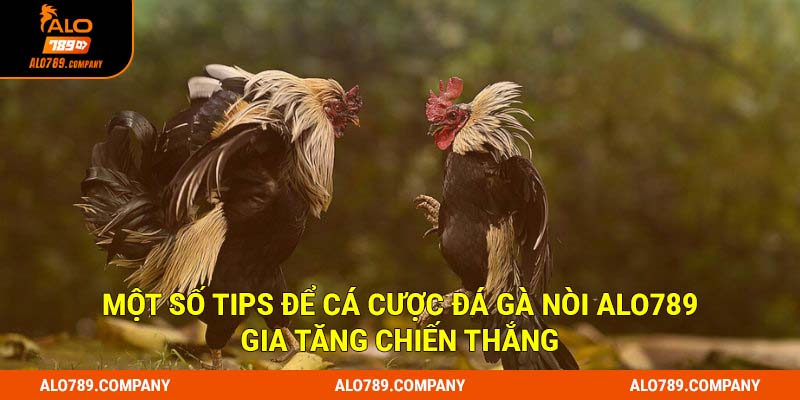 Đá Gà Nòi Alo789 - Hấp Dẫn Kịch Tính, Kèo Cược Xanh Chín 3 Một số tips để cá cược đá gà nòi Alo789 gia tăng chiến thắng